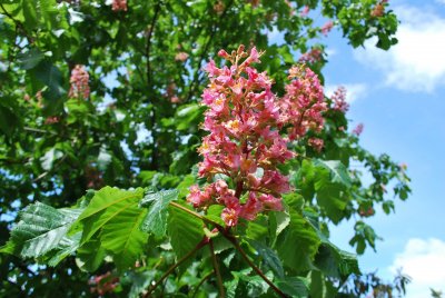 Aesculus × carnea 'Briotii' - jírovec pleťový 'Briotii' - květenství